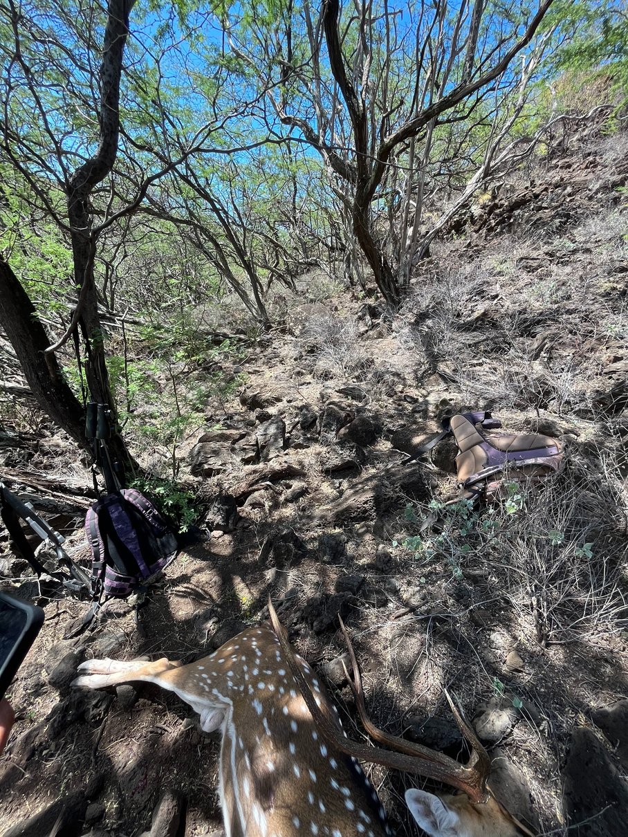 axis deer hunt molokai