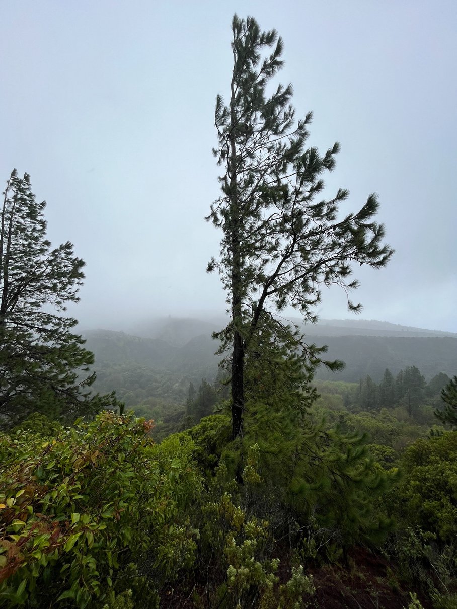 two trees in the middle of the forest on a foggy day axis deer hunt molokai