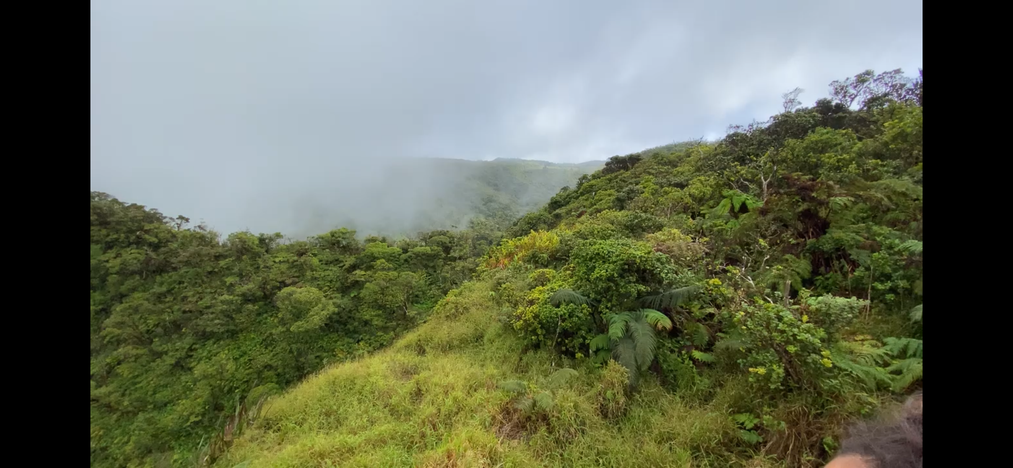 axis deer hunt molokai