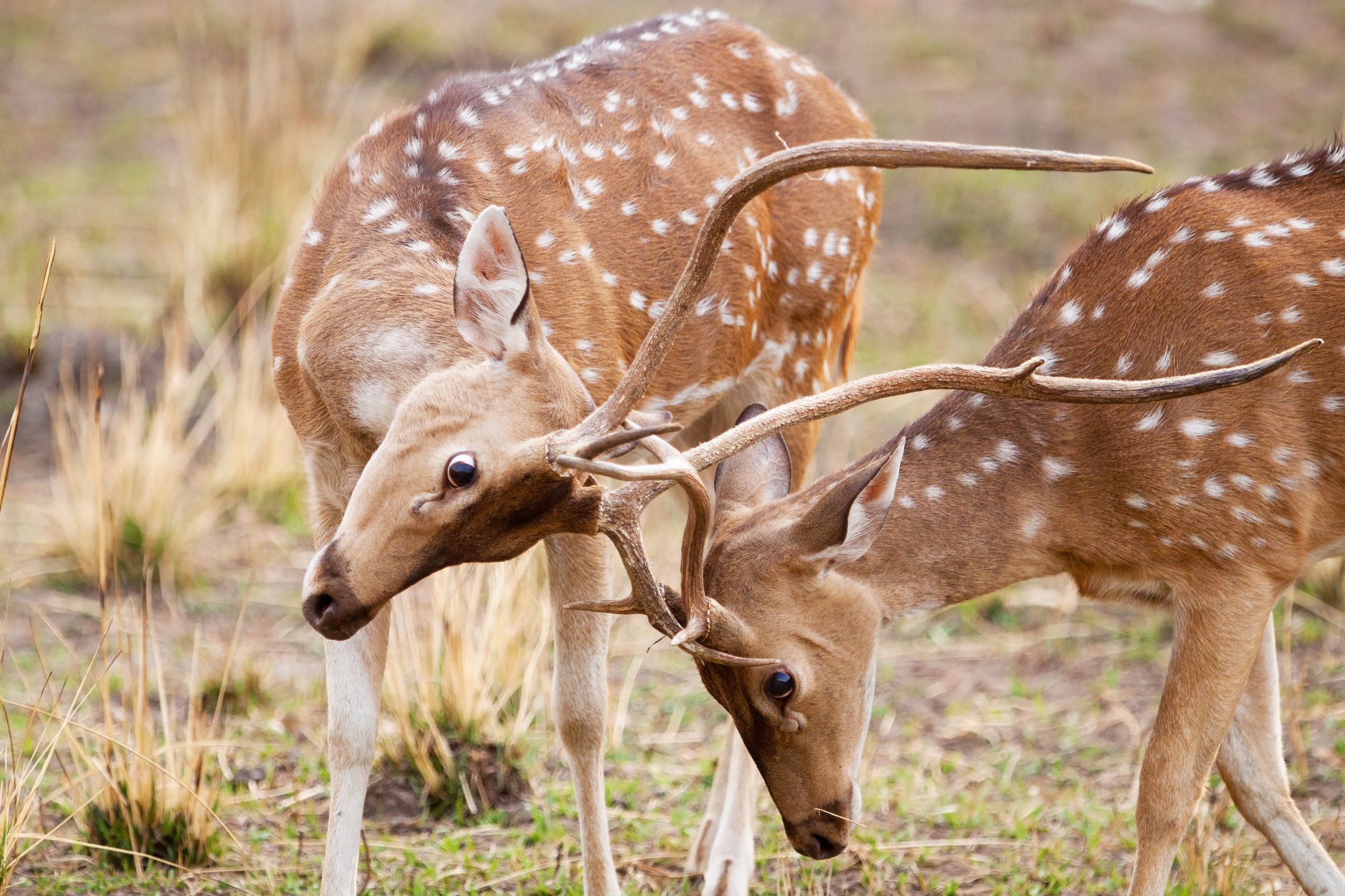 Chital or cheetal deers (Axis axis)